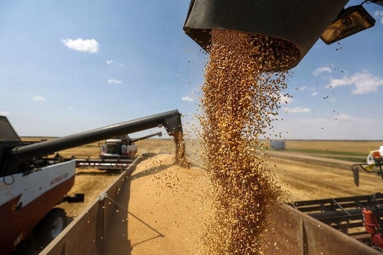  کاهش ۲ میلیون تن واردات گندم در راستای حمایت از تولید داخلی
