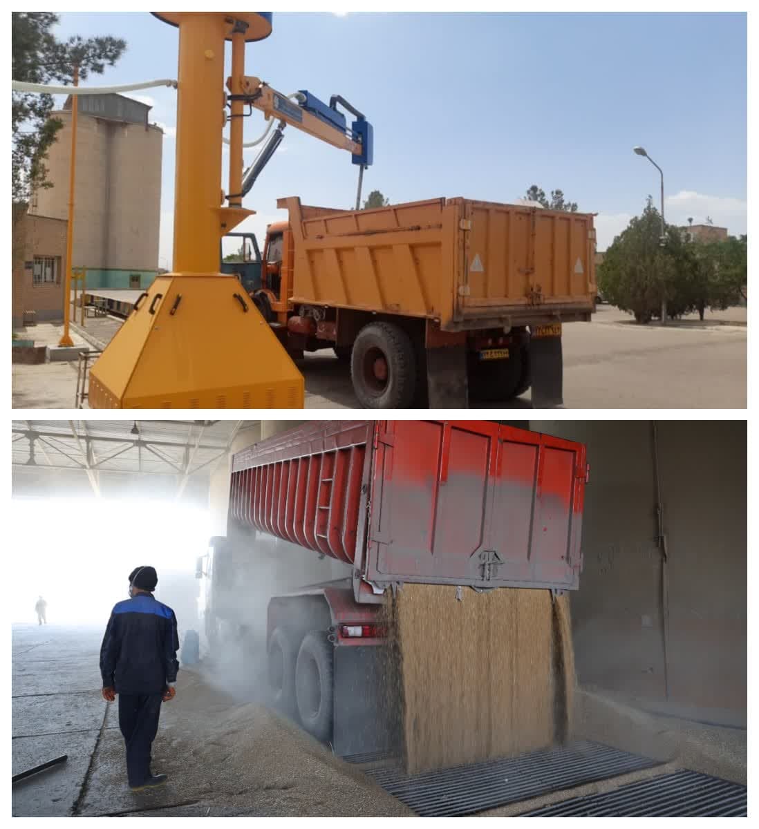 عملیات خرید تضمینی گندم در خراسان رضوی آغاز شد