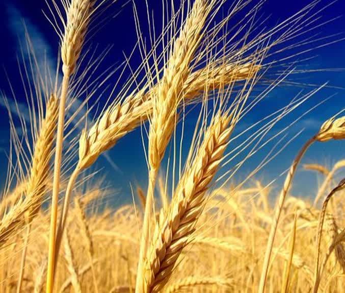 آغاز خرید گندم تضمینی از کشاورزان خراسان رضوی