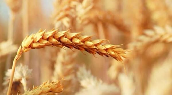 خرید ۱۳۵ هزار تن گندم از کشاورزان لرستانی