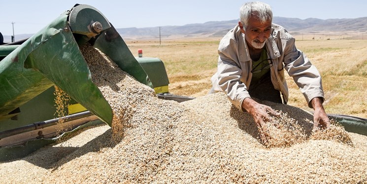  خرید تضمینی ۱۲۰ هزار تن گندم در راستای حمایت از تولید داخلی در خراسان رضوی