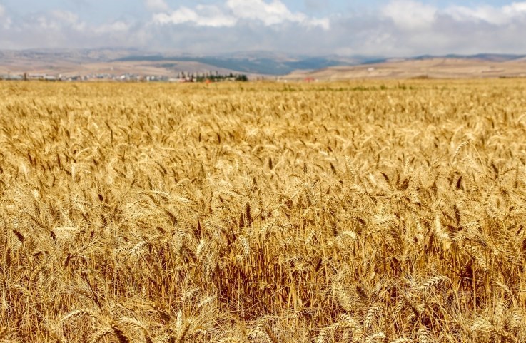 ۱۶هزار میلیارد مطالبات گندم‌کاران کردستانی پرداخت نشده است