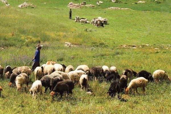 شهروند خبرنگار: خطر نابودی مراتع تایباد بر اثر چرای بی‌رویه و خارج از فصل دام