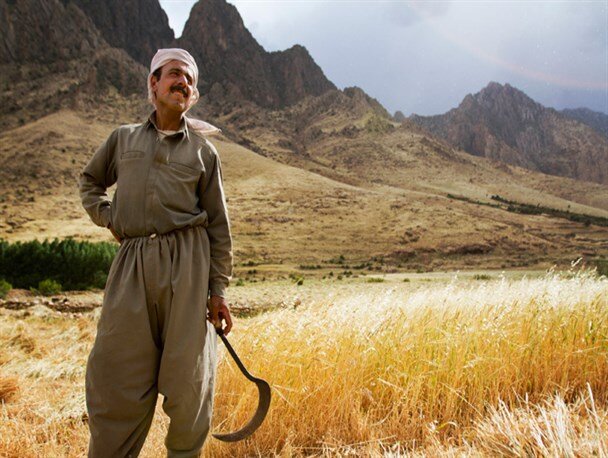 کشاورزان کردستانی همچنان در انتظار پرداخت مطالبات گندم