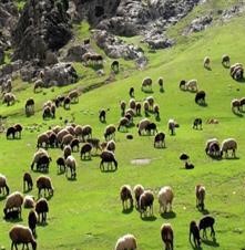  کوچ ۱۱ هزار خانوار عشایری استان به مناطق گرمسیری آغاز شد