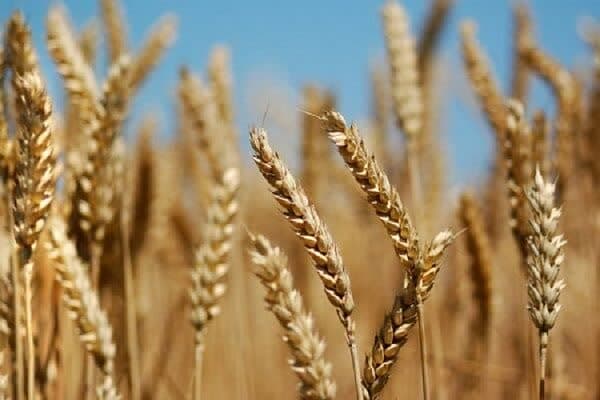 ۶هزار و ۷۶۸میلیارد تومان از مطالبات گندم‌کاران استان پرداخت شده است