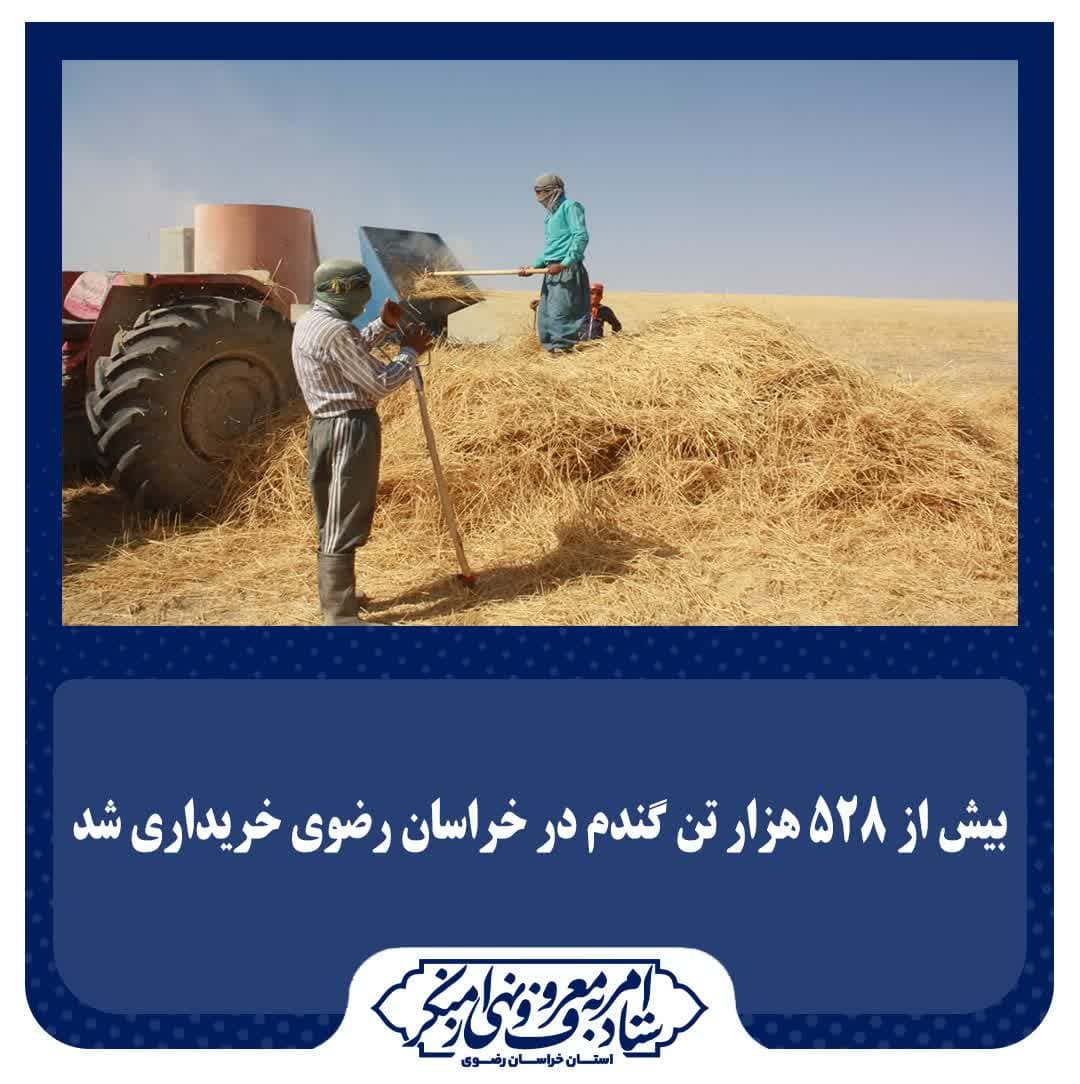  بیش از ۵۲۸ هزار تن گندم در خراسان رضوی خریداری شد/پایان خرید تضمینی گندم در استان