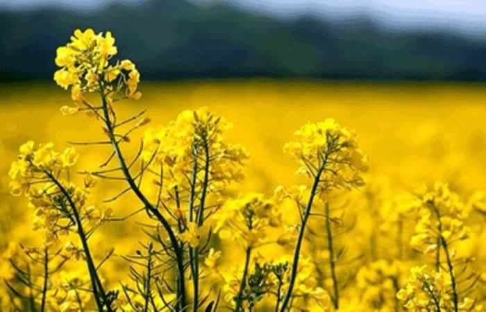 مطالبه کلزاکاران لرستان به مبلغ دو هزار و دویست و پنج میلیارد ریال به طور کامل پرداخت شد