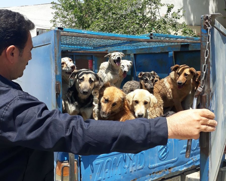 مهارکردن سگ‌های بلاصاحب در روستای بهار مشهد با جدیت بیشتری پیگیری می‌شود