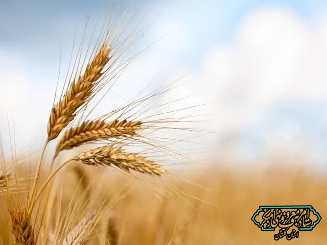 هفته امربه‌معروف: مطالبه کشاورزان در زیر بمباران رژیم غاصب اسرائیل پیگیری و فرایند خرید و پرداخت انجام می پذیرید.