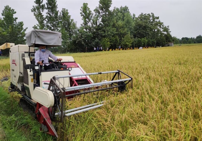  آغاز برداشت برنج با تولید ۹۰۰۰ تن شلتوک در پارس‌آباد 