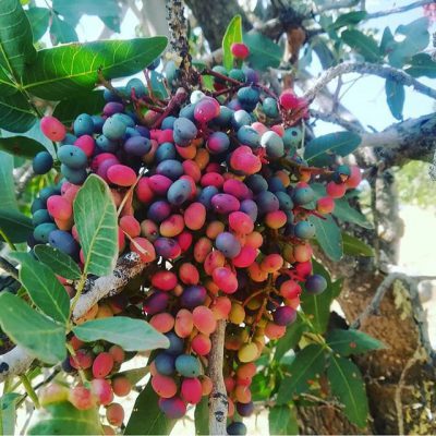 شهروندخبرنگار: بحران زادآوری پسته کوهی امنیت زیست‌بوم صالح‌آباد را تهدید می‌کند